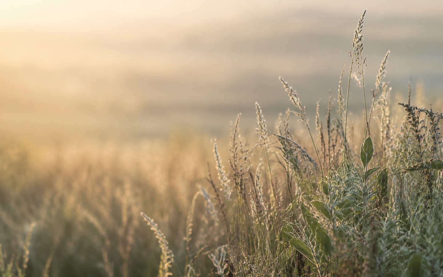 Prairie grasses in warm morning light